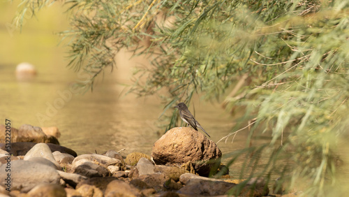 A juvenile black phoebe perches on a small rock in a shallow stream with willow branches hanging over the water.  photo