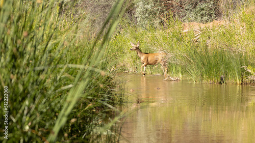 Fototapeta Naklejka Na Ścianę i Meble -  A mule deer doe stands in the water of a creek in Southern Utah with one foot raised. Cattails and willow bushes line the sides of the creek with greenery.  