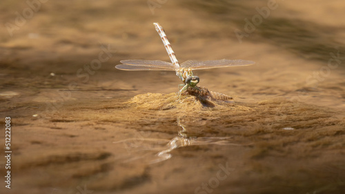 A dragonfly is reflected in rippled water after it has just emerged from it's nymph stage. The shed skin is still on the rock it's resting on. photo