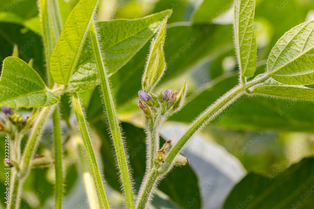 Soybean plant flower and pod. Pollination, plant health and farming concept.