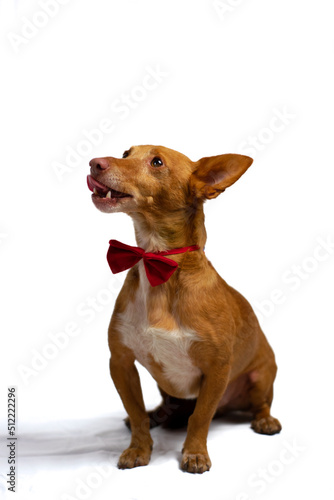 Sesion de fotos a un perro animal de compa  ia con fondo blanco