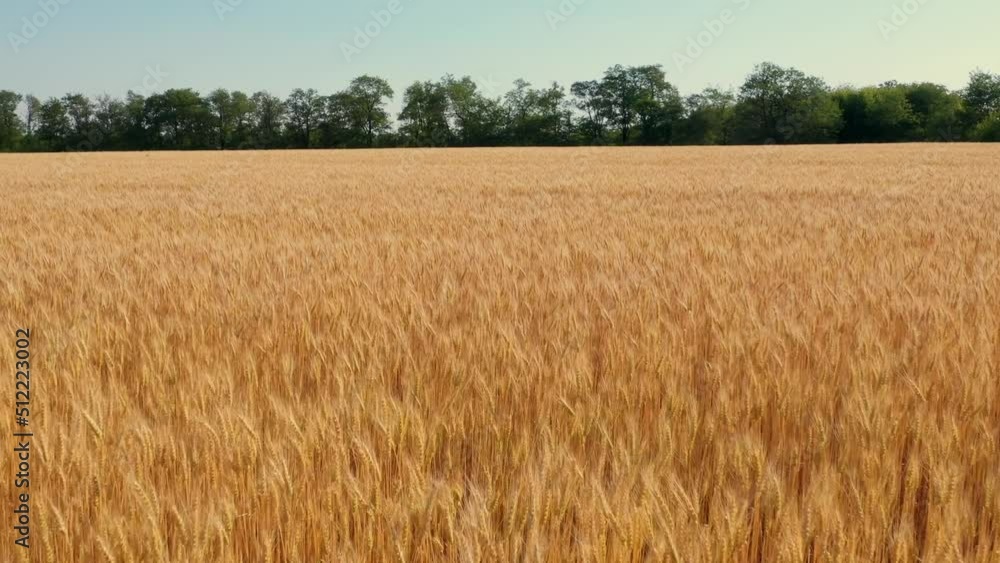 Wheat field, ears of wheat swaying from the gentle wind. Golden ears are slowly swaying in the wind close-up. View of ripening wheat field at summer day. Agriculture industry. Wheat field, ears of wheat swaying from the gentle wind. Golden ears are slowly swaying in the wind close-up. View of ripening wheat field at summer day. Agriculture industry.