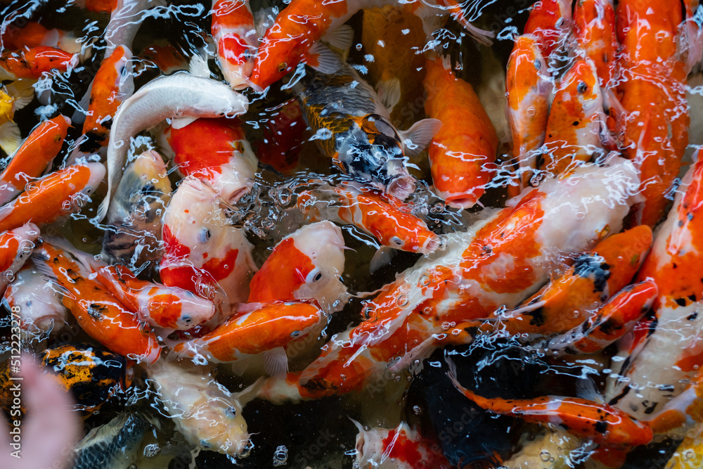 carp fish pond background, colorful background, Fancy carp carp fish pond background, colorful background, Fancy carp