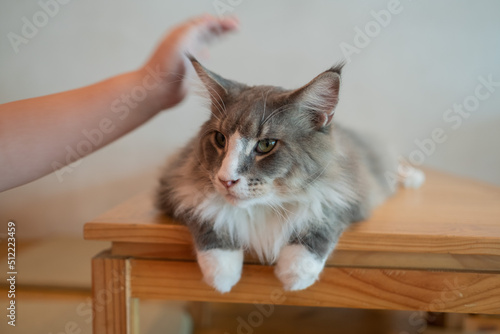 closeup shot of a cat on the ground, home animal