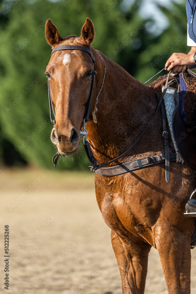 horse and rider