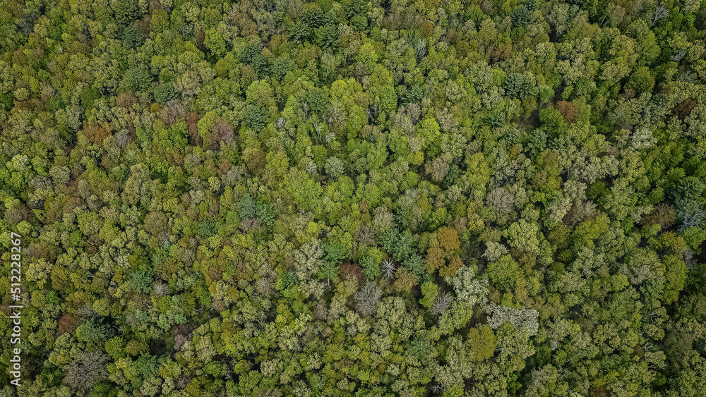 Aerial View of a Springtime Woodland Area