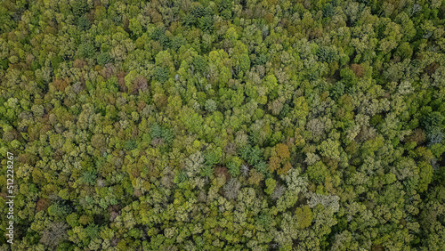 Aerial View of a Springtime Woodland Area