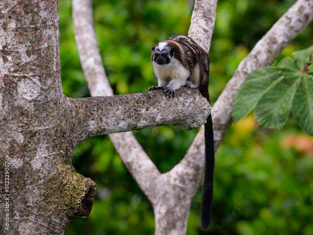 Wild Geoffroys Tamarin sitting on tree branch in Panama