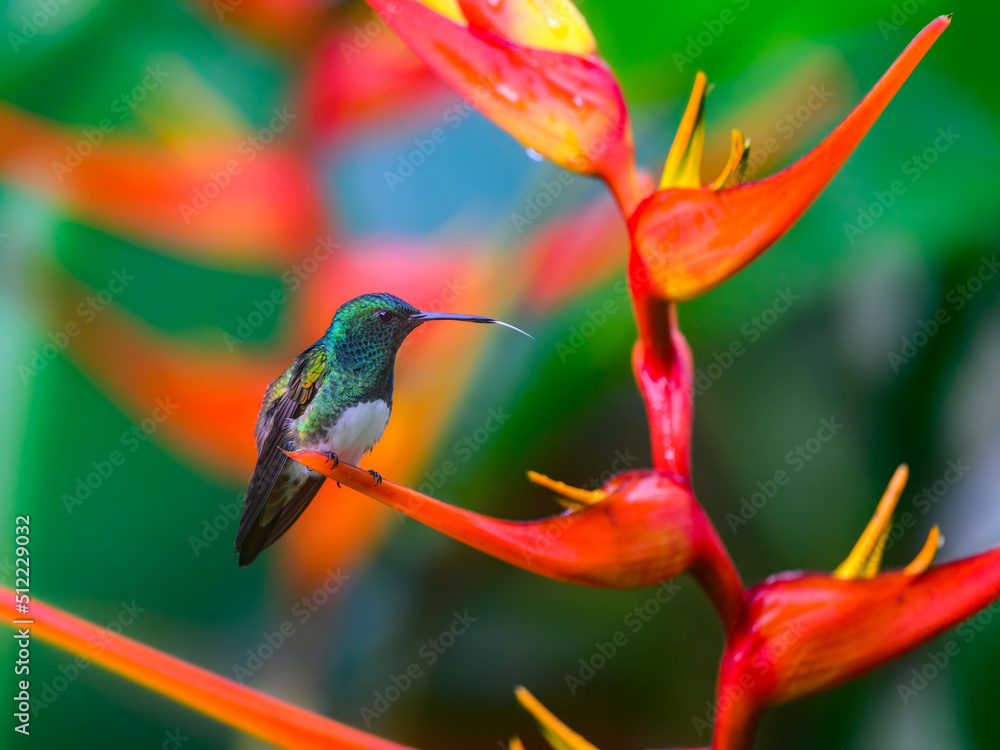 Fototapeta premium Snowy-bellied Hummingbird sitting on an orange flower petal and showing its tongue on green background