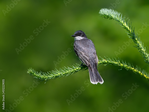 Eastern Kingbird sitting on spruce tree branch on green background
