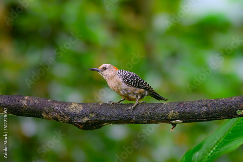 Red-crowned Woodpecker perched on tree branch on green background