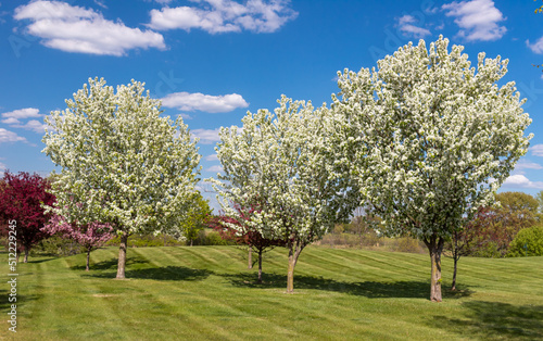 Grouping of Flowering Crab Apple Trees in Spring