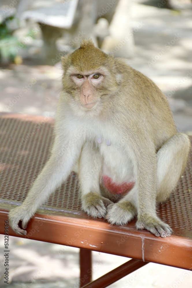 Obraz premium close up monkey in garden