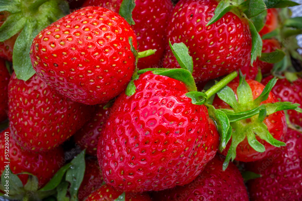 Grouping of Isolated Ripe Strawberries up close Grouping of Isolated Ripe Strawberries up close