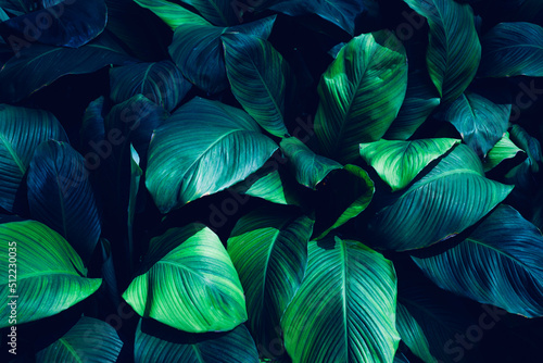 Wallpaper Mural Full Frame of Green Leaves Pattern Background, Nature Lush Foliage Leaf Texture, tropical leaf Torontodigital.ca