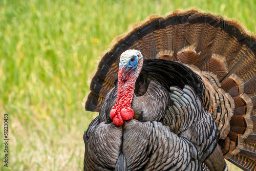 Close-up of male wild turkey with tail feathers spread.