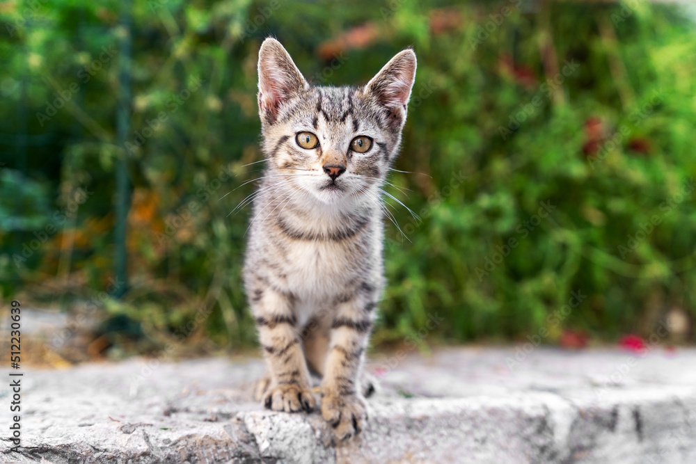 A small striped kitten is sitting outside on the asphalt in the park. Portrait of a gray stray kitten. A small striped kitten is sitting outside on the asphalt in the park. Portrait of a gray stray kitten.