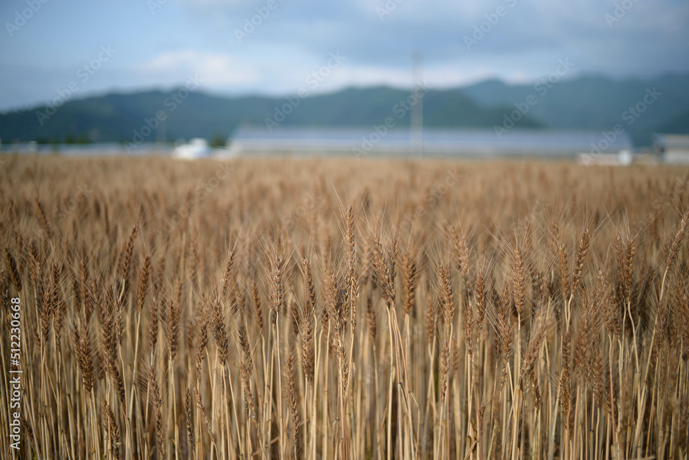Obraz premium It’s time to harvest wheat.