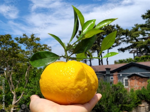 watson pomelo, mandarin, tangerine, Citrus natsudaidai Hayata photo