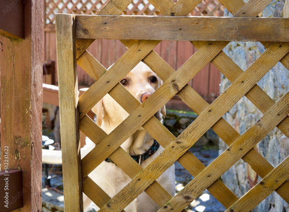Dog behind a lattice fence