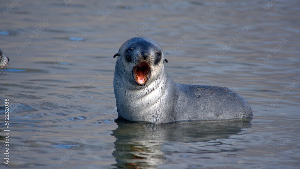 Fototapeta premium Young Antarctic fur seal (Arctocephalus gazella) with its mouth open in a lake at Jason Harbor on South Georgia Island