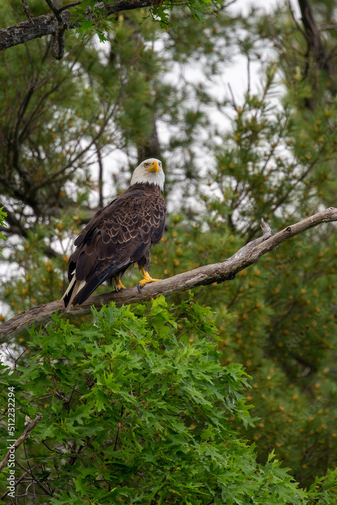 Bald Eagle (Haliaeetus leucocephalus) perched in a oak tree in Northern Wisconsin Bald Eagle (Haliaeetus leucocephalus) perched in a oak tree in Northern Wisconsin