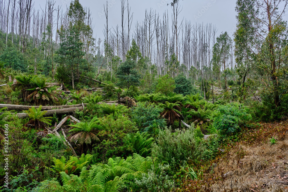 The Alpine National Park Is The Largest National Park In Victoria, Australia, and is slowly recovering after devastating bushfires several years ago. The Alpine National Park Is The Largest National Park In Victoria, Australia, and is slowly recovering after devastating bushfires several years ago.