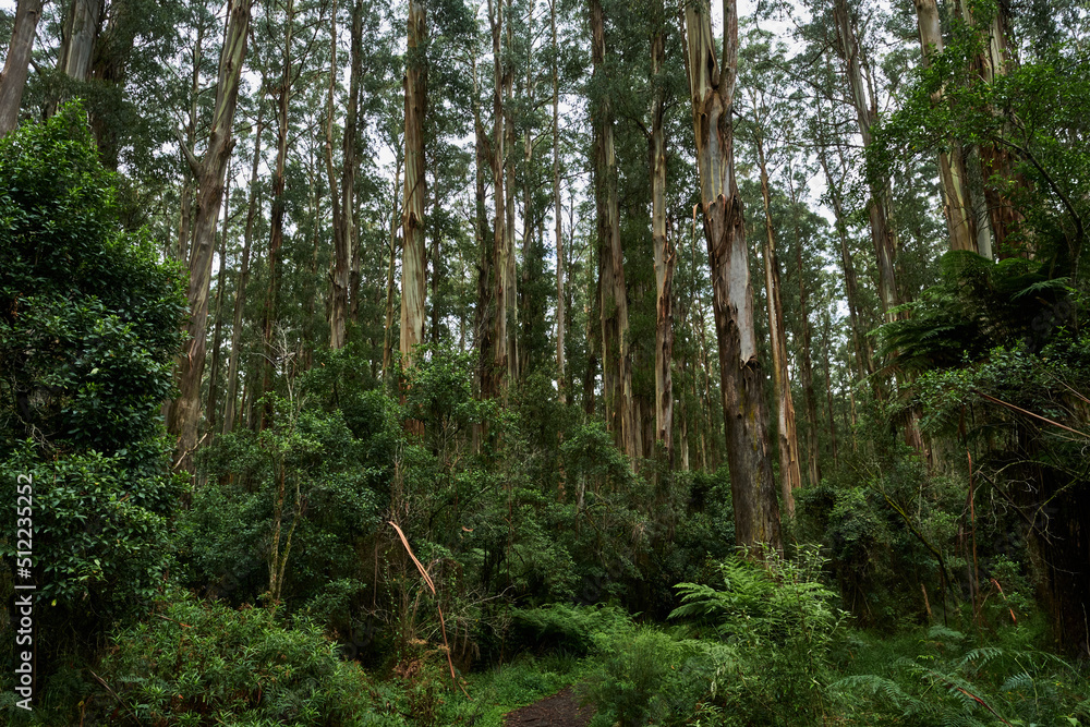 Obraz premium The Alpine National Park Is The Largest National Park In Victoria, Australia, and is slowly recovering after devastating bushfires several years ago.