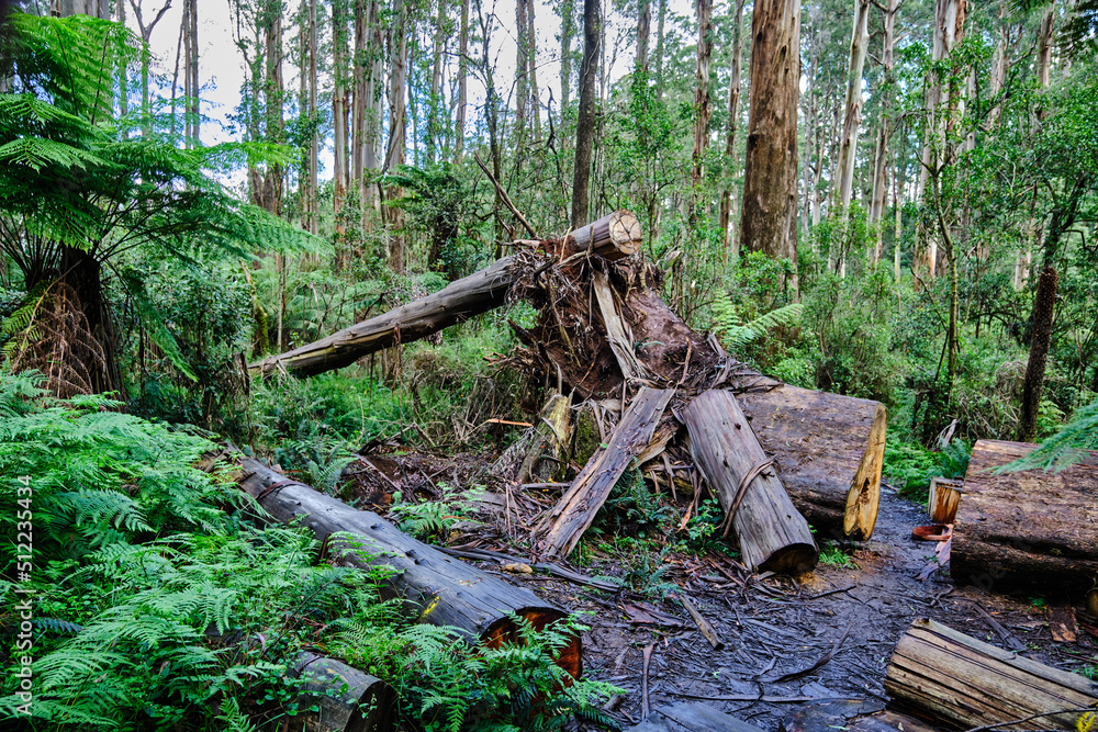 The Alpine National Park Is The Largest National Park In Victoria, Australia, and is slowly recovering after devastating bushfires several years ago. The Alpine National Park Is The Largest National Park In Victoria, Australia, and is slowly recovering after devastating bushfires several years ago.