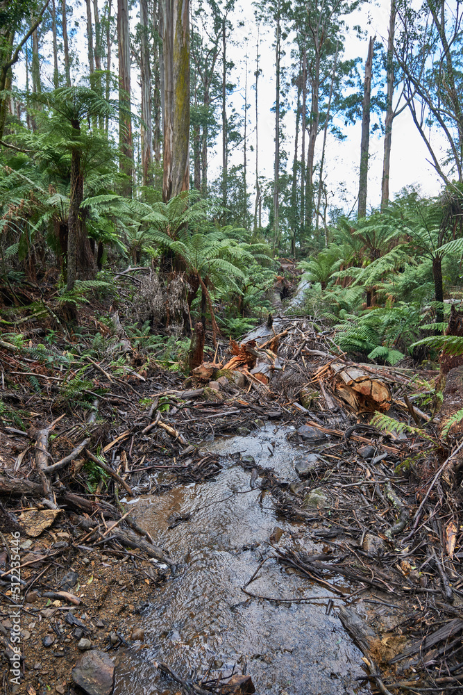 The Alpine National Park Is The Largest National Park In Victoria, Australia, and is slowly recovering after devastating bushfires several years ago. The Alpine National Park Is The Largest National Park In Victoria, Australia, and is slowly recovering after devastating bushfires several years ago.