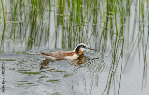 Wilson's Phalaropes chase water bugs  in swamps and ponds photo