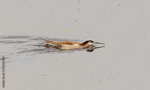 Wilson's Phalaropes chase water bugs  in swamps and ponds photo