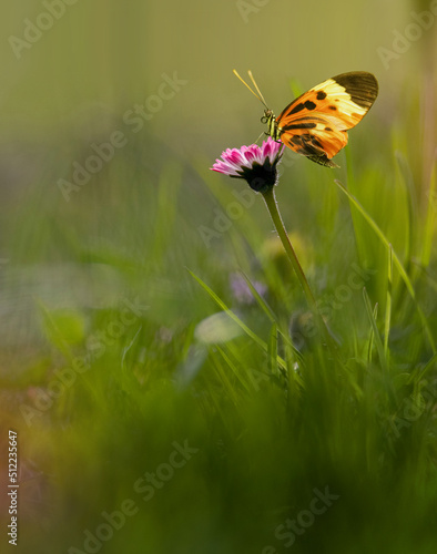 A butterflies on dandelion flower in the spring grass © trezy76