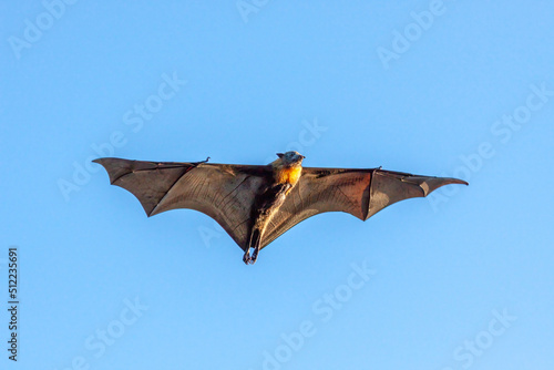 Close-up of a grey-headed flying-fox, Pteropus poliocephalus, flying overhead with spread wings and side lit by the setting sun, in Centennial Park, Sydney, Australia.