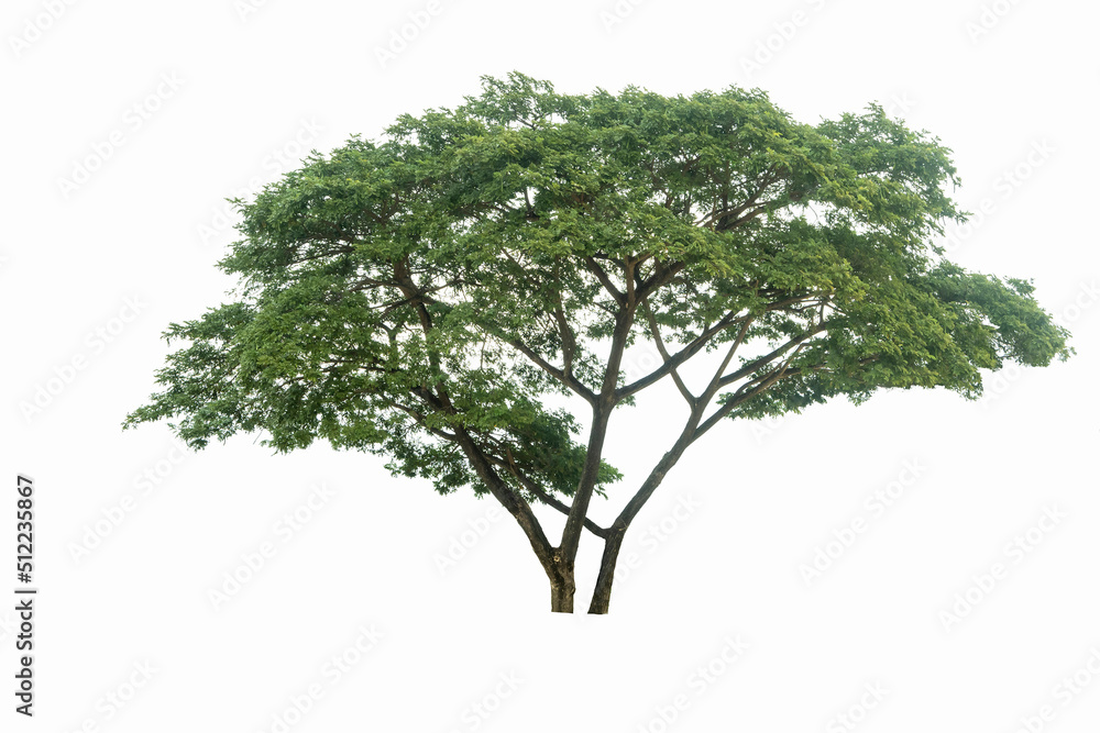 Samanea saman tree isolated on white(Samanea saman (Jacg.) Merr.