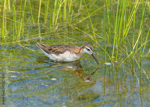 Wilson's Phalaropes chase water bugs  in swamps and ponds