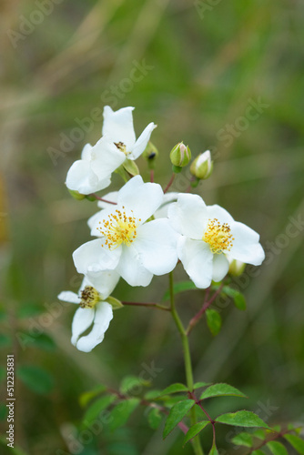 Multiflora rose flowers in the field, close-up 4