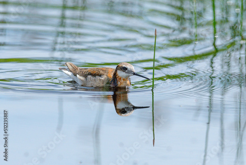 Wilson's Phalaropes chase water bugs  in swamps and ponds photo