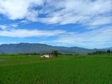landscape rice field