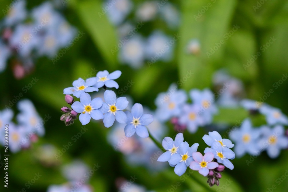 Myosotis sylvatica or wood forget-me-nots growing wild, close up