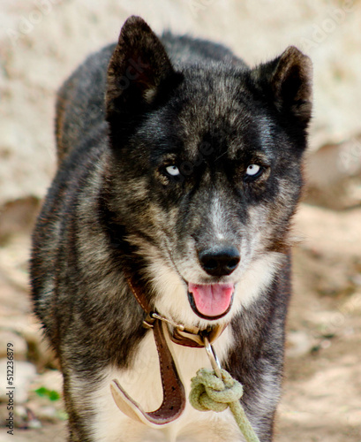 Obraz na płótnie Husky siberiano