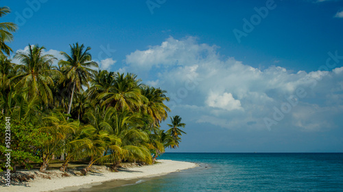 beach with palm trees © aan