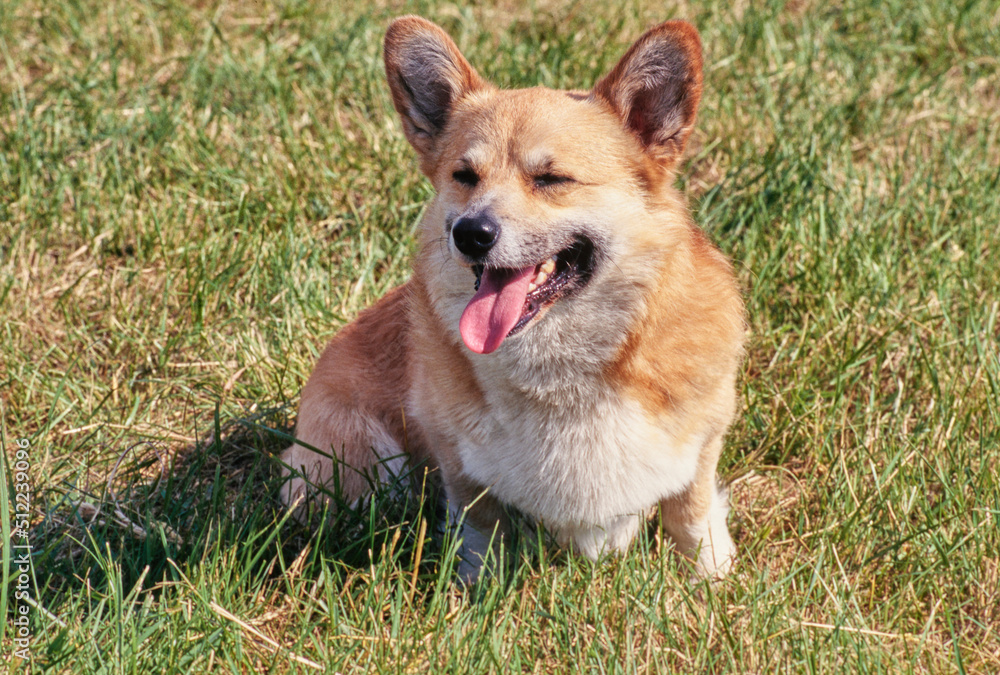 Corgi on grass Corgi on grass