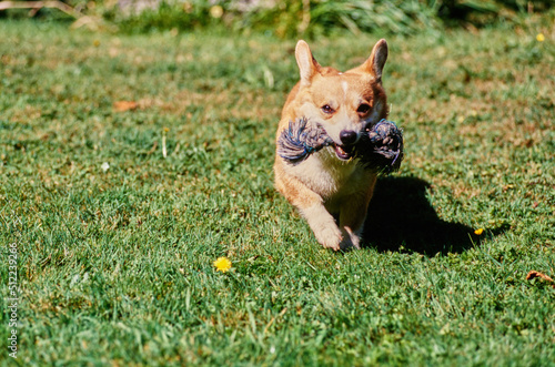 Corgi in field with rope toy