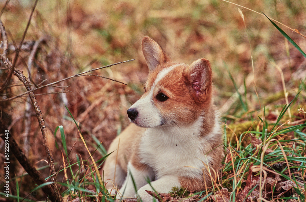 Corgi in field Corgi in field