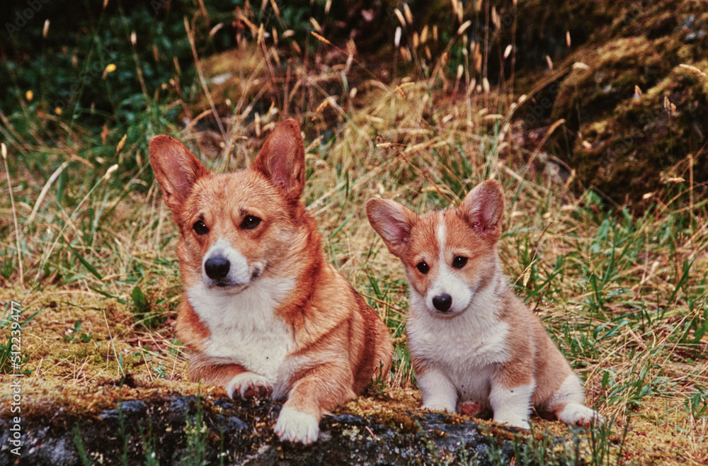 Corgi parent and puppy in field on rock Corgi parent and puppy in field on rock