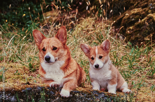 Corgi parent and puppy in field on rock © SuperStock