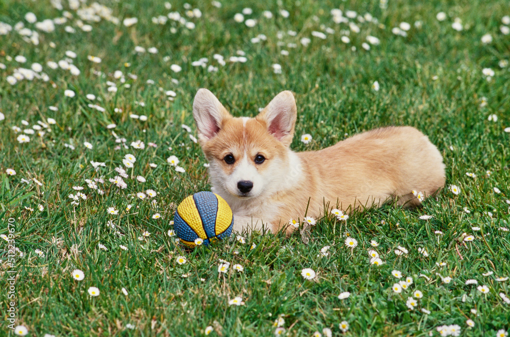 Corgi puppy in field with white flowers and ball Corgi puppy in field with white flowers and ball
