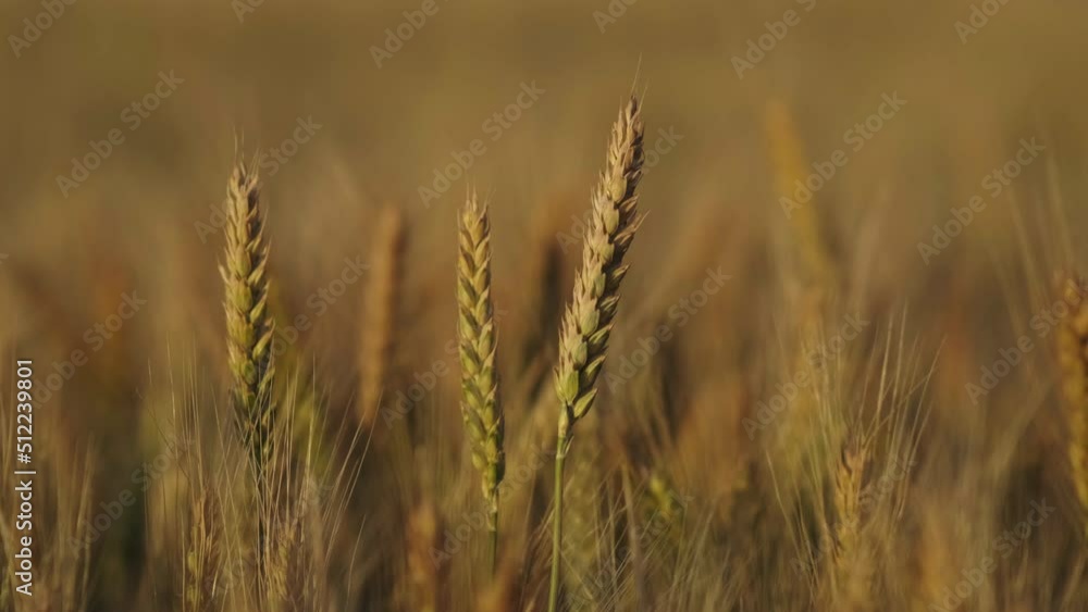 Farmer wheat field. Agriculture. Ears of golden wheat at sunset. Harvesting on fertile soil. Golden wheat field. Harvest on fertile soil. Wheat ears in sun. Farmer fertile field. Agriculture concept Farmer wheat field. Agriculture. Ears of golden wheat at sunset. Harvesting on fertile soil. Golden wheat field. Harvest on fertile soil. Wheat ears in sun. Farmer fertile field. Agriculture concept