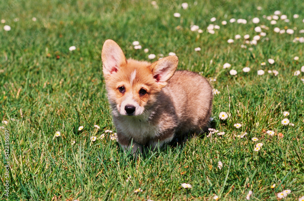 Corgi puppy in grass with white flowers